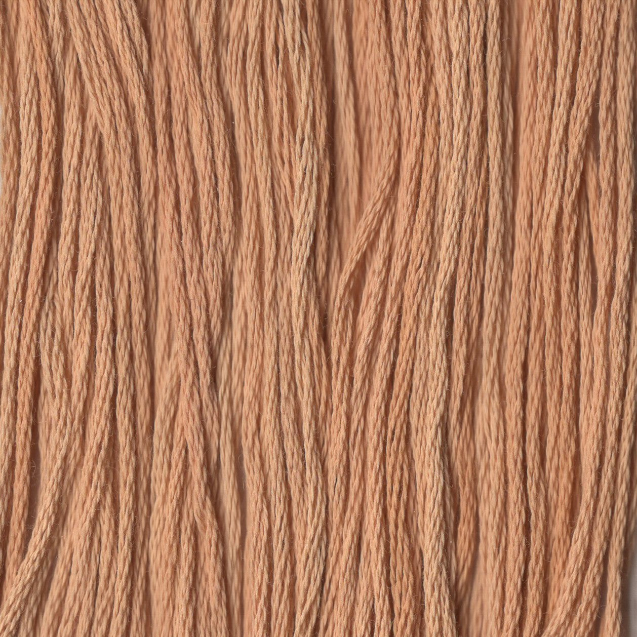 Apple Cider - CCT-279