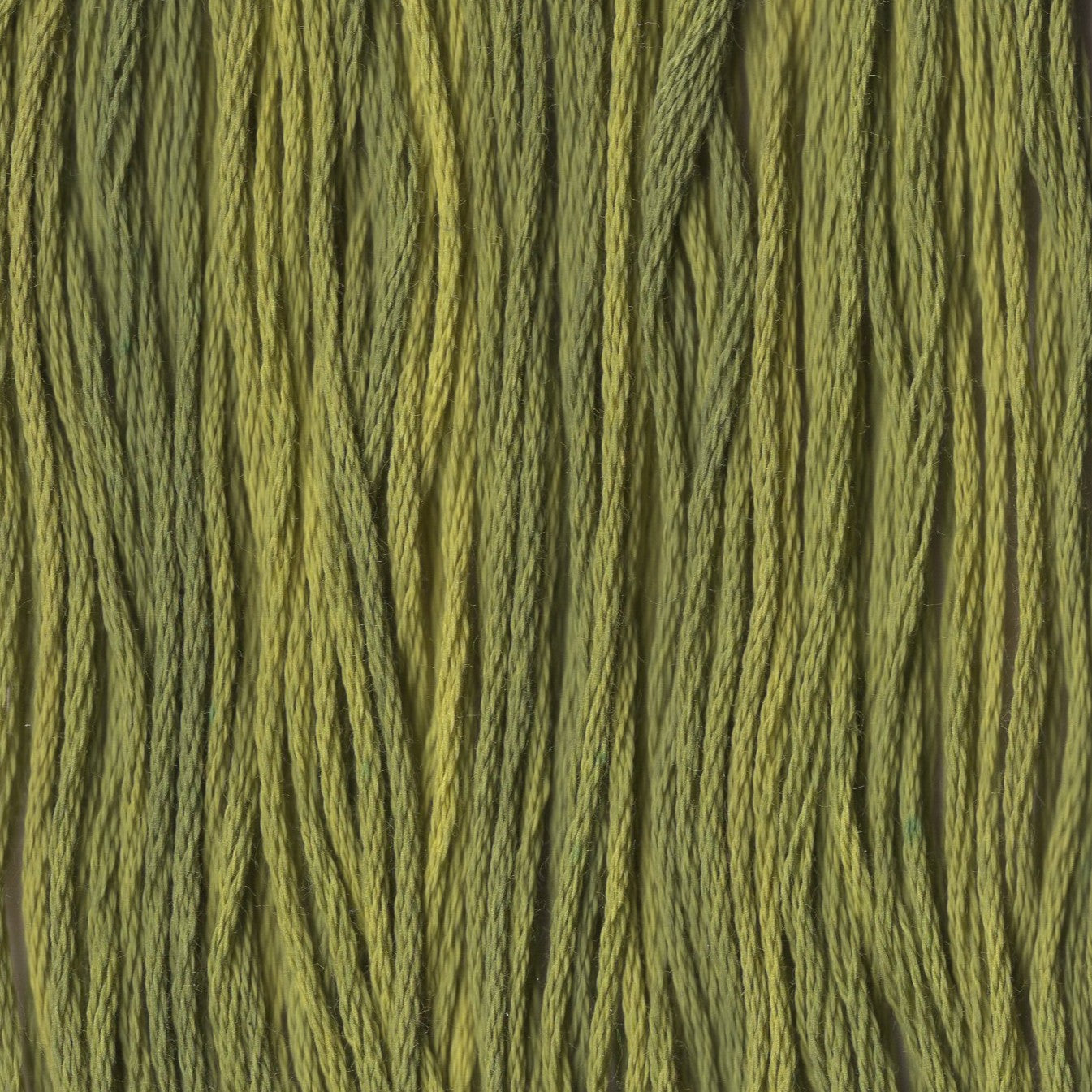 Bean Sprout - CCT-184