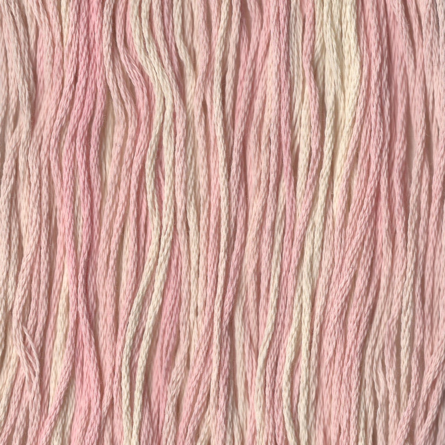 Bella Rosa - CCT-047