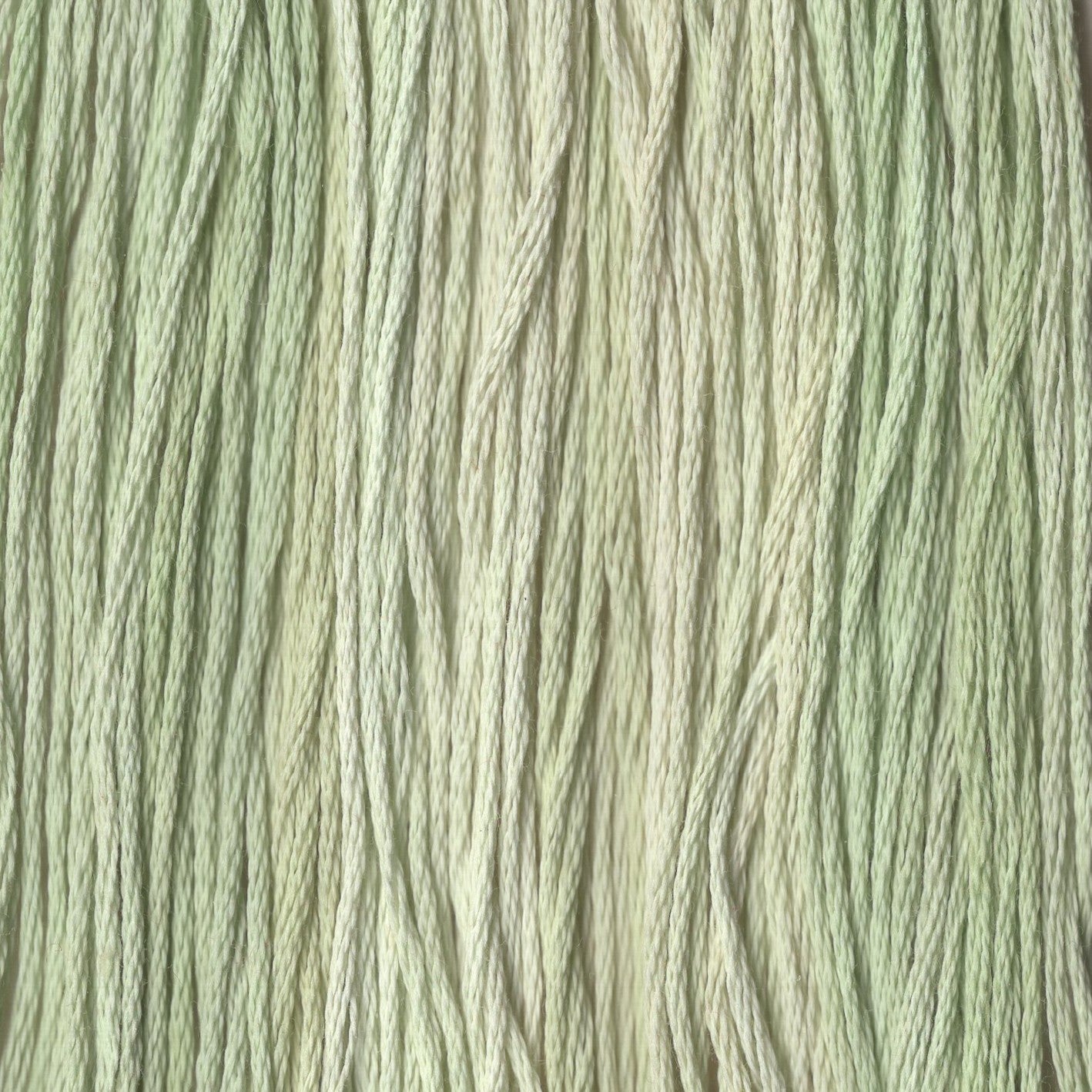 Dandelion Stem  - CCT-119