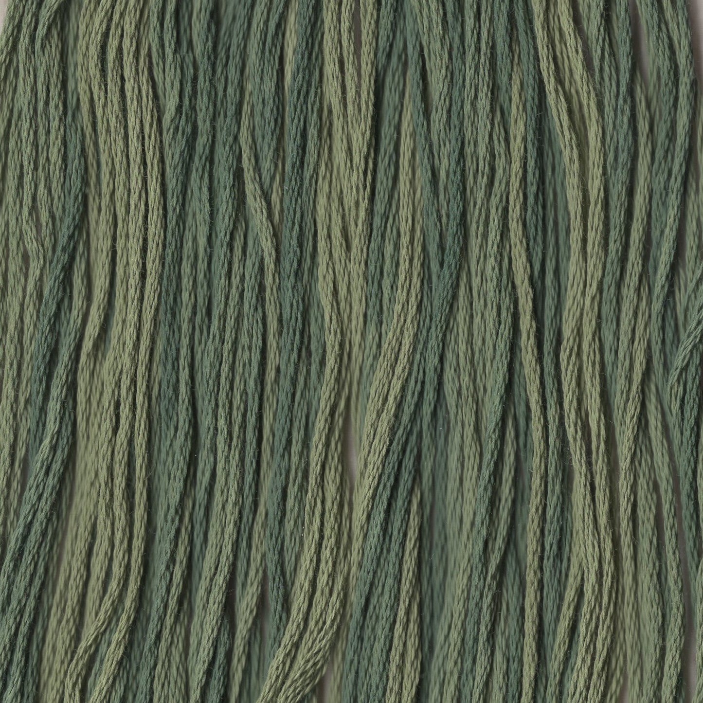 Desert Mesquite - CCT-066