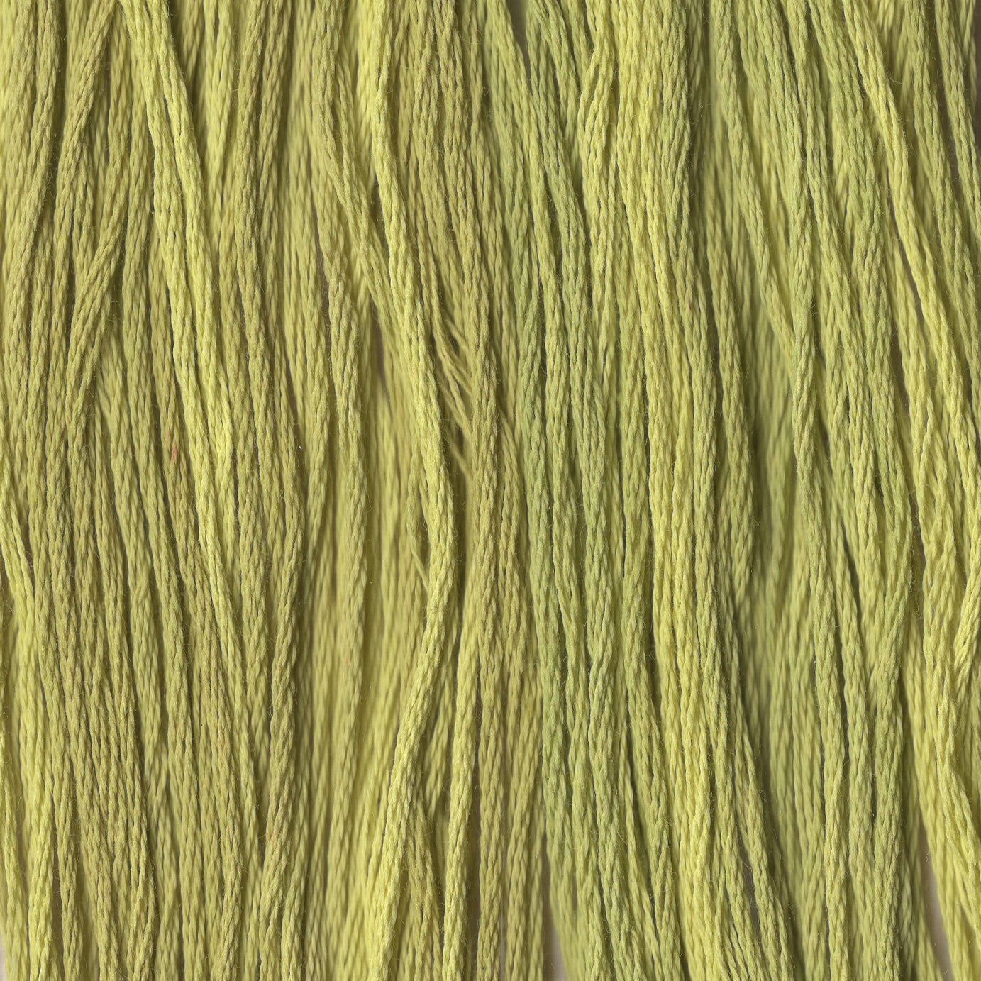 Frog Legs - CCT-211