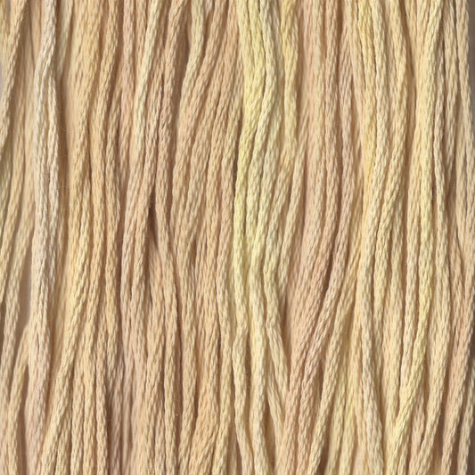 Ginger Snap - CCT-14