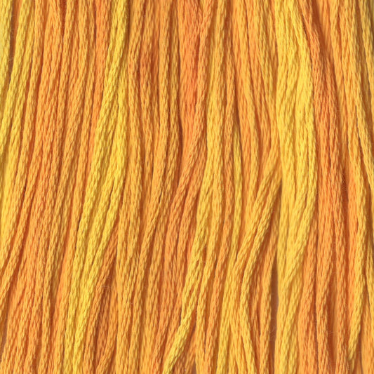 Golden Star - CCT-082