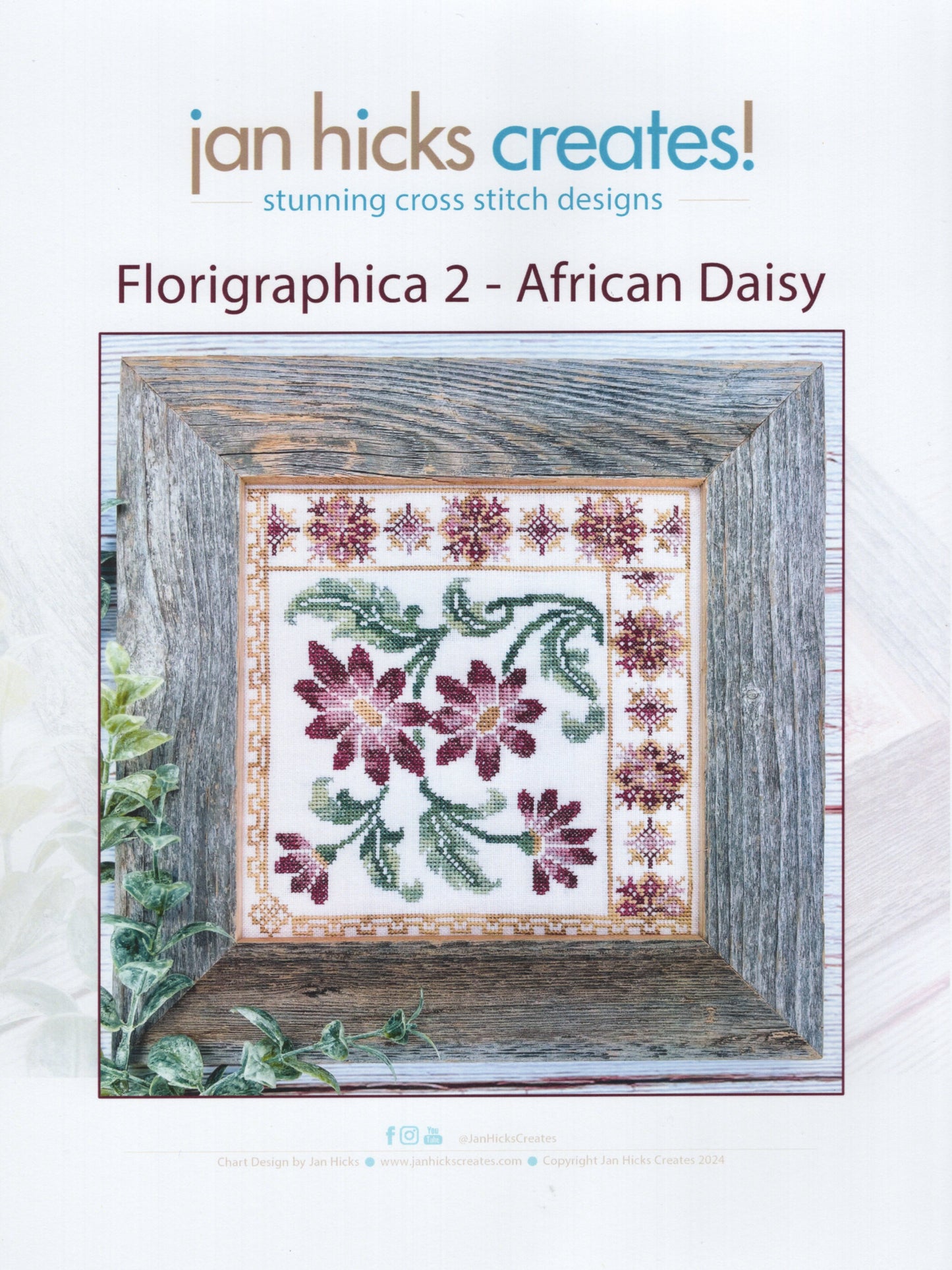 African Daisy