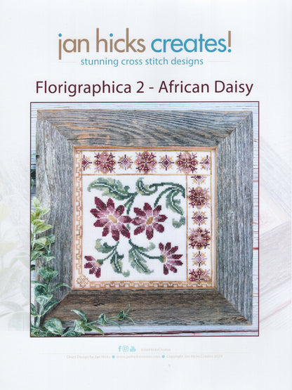 African Daisy