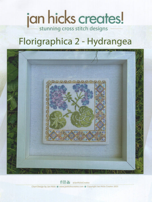 Hydrangea