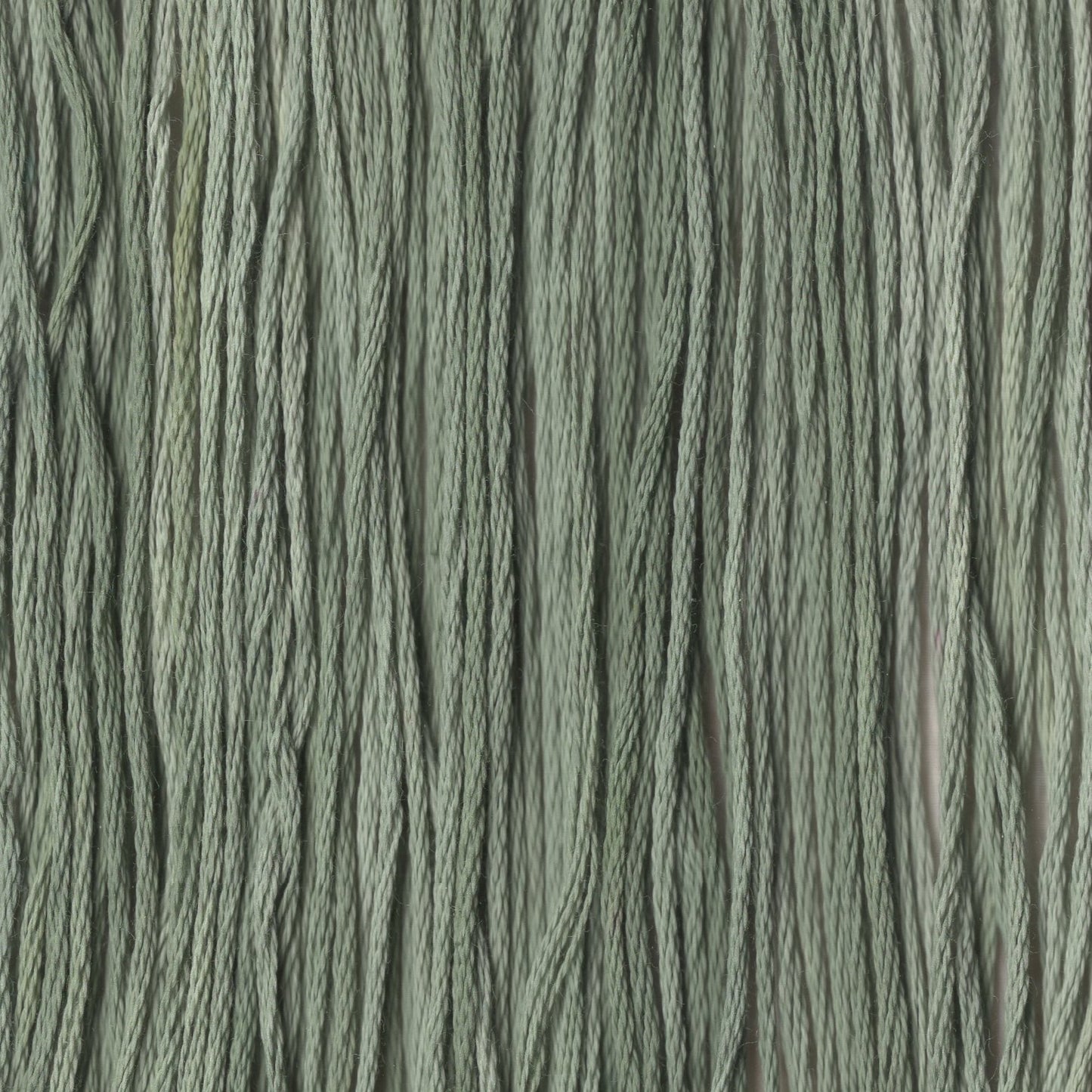 Poblano Pepper - CCT-069