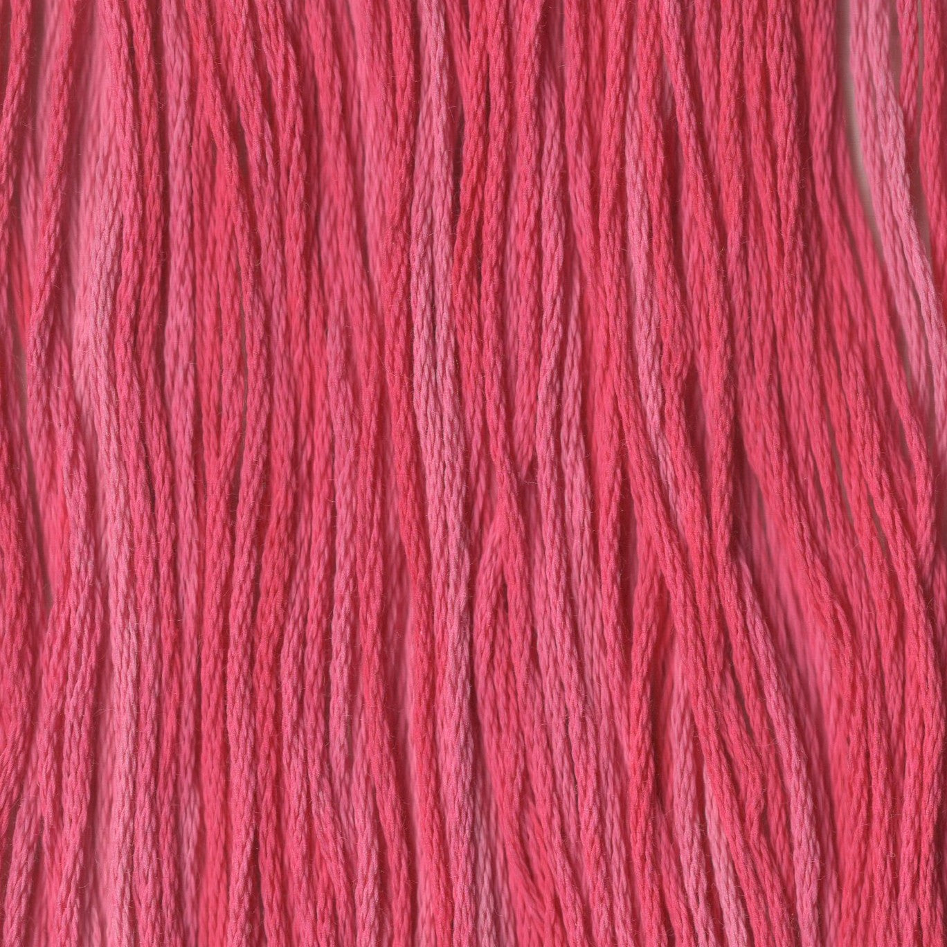 Priscilla's Peppermint - CCT-269