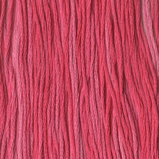 Priscilla's Peppermint - CCT-269