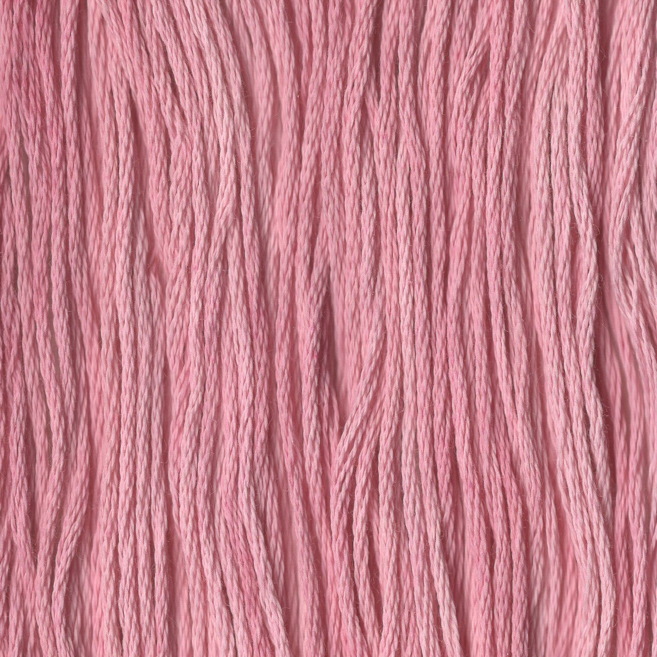 Sparkling Rose' - CCT-277