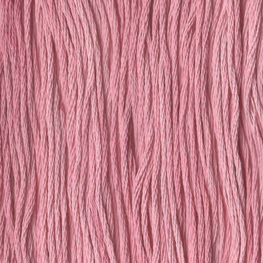 Sparkling Rose' - CCT-277