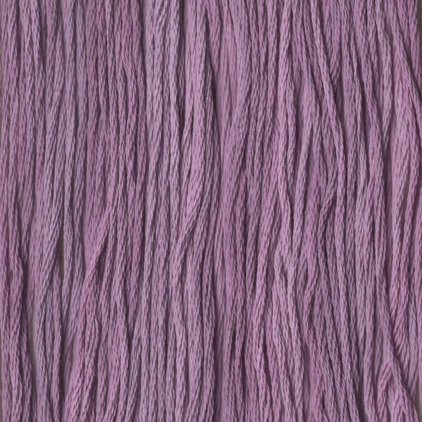 Sugar Plum - CCT-237