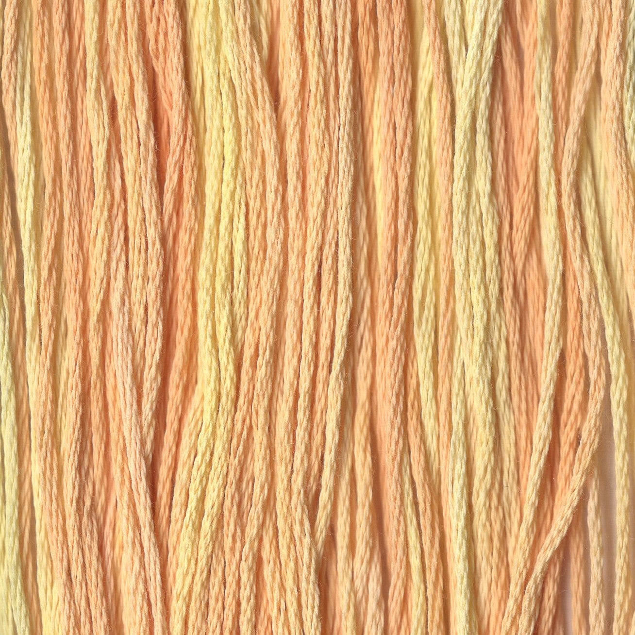 Sunflower - CCT-200