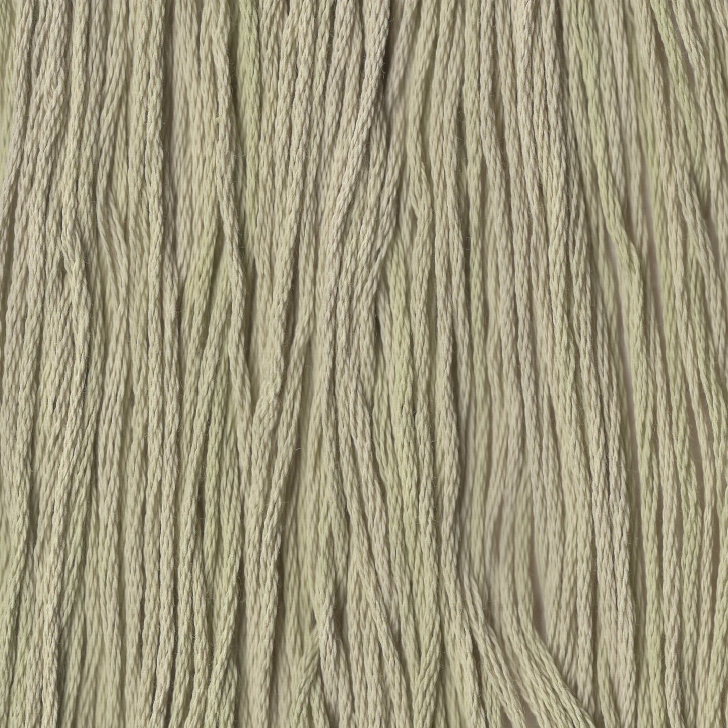 Wasabi - CCT-113